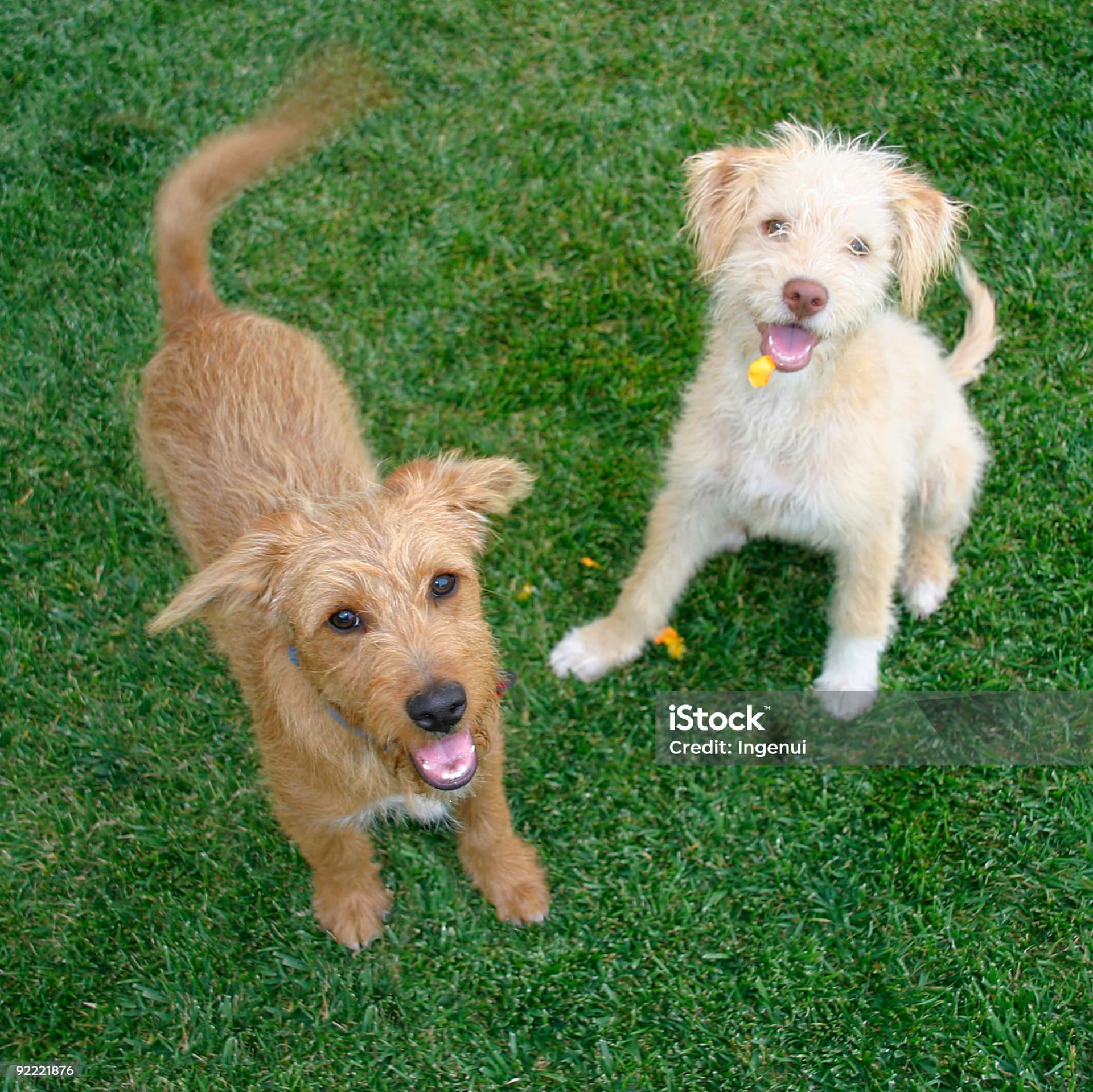 Dog exploring a wooded trail during a canine enrichment walk in Chevy Chase Maryland