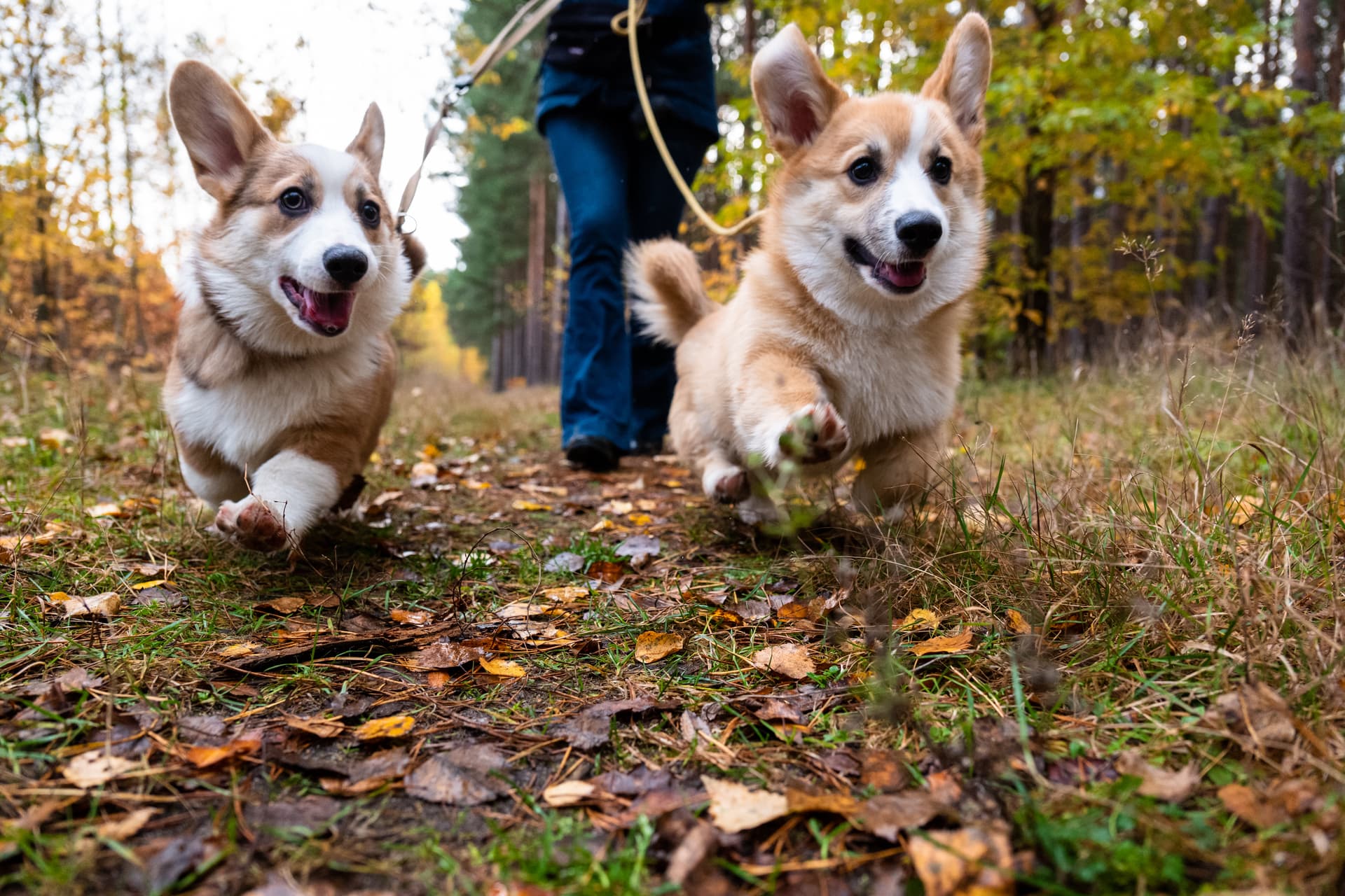Professional backyard cleanup service for dog owners in Chevy Chase Maryland