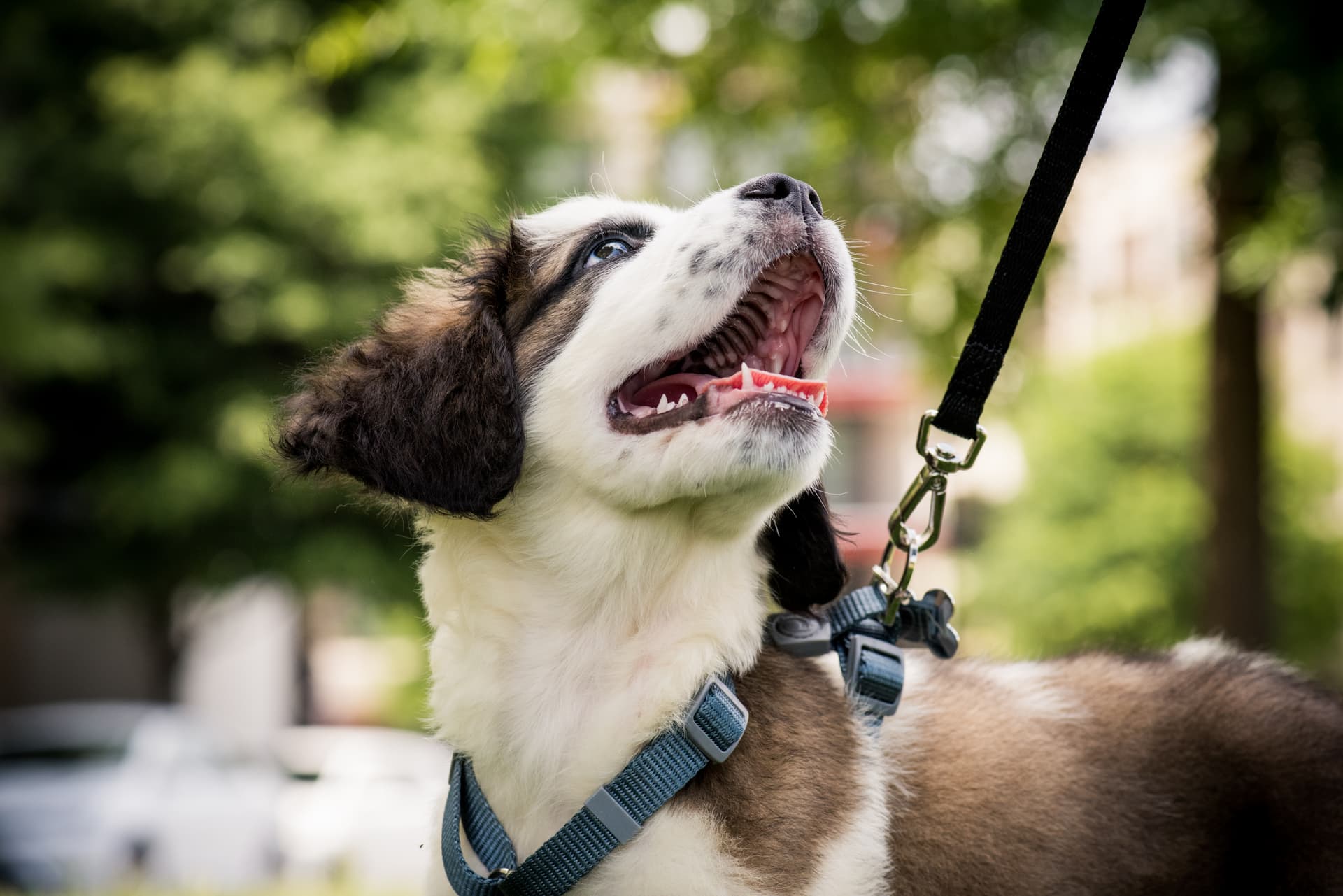 Dog enjoying a sunny day walk on a Chevy Chase sidewalk with a professional walker